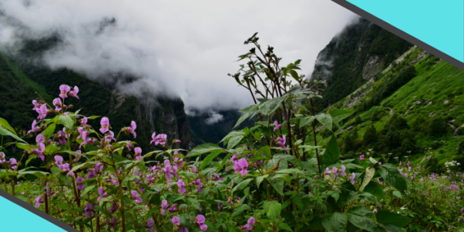 Valley-Of-Flower