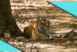 Jim Corbett National Park